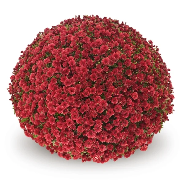 Jasoda Red Belgian Mums®