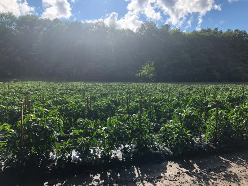 Week 9 Summer CSA 2018 