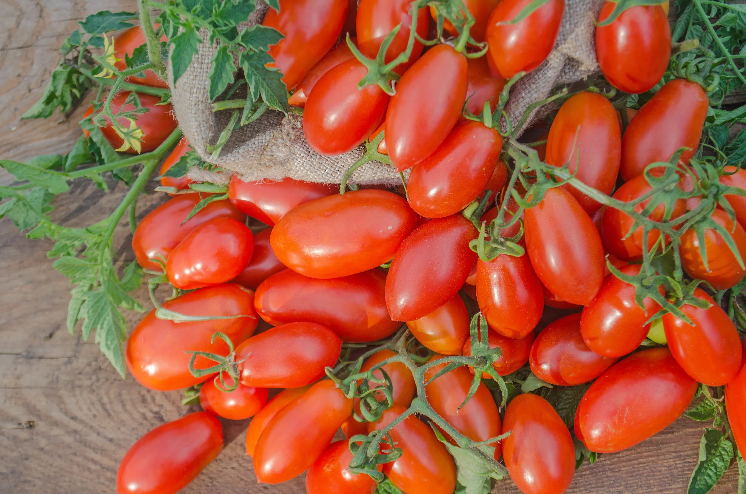 Plum Tomatoes by the case