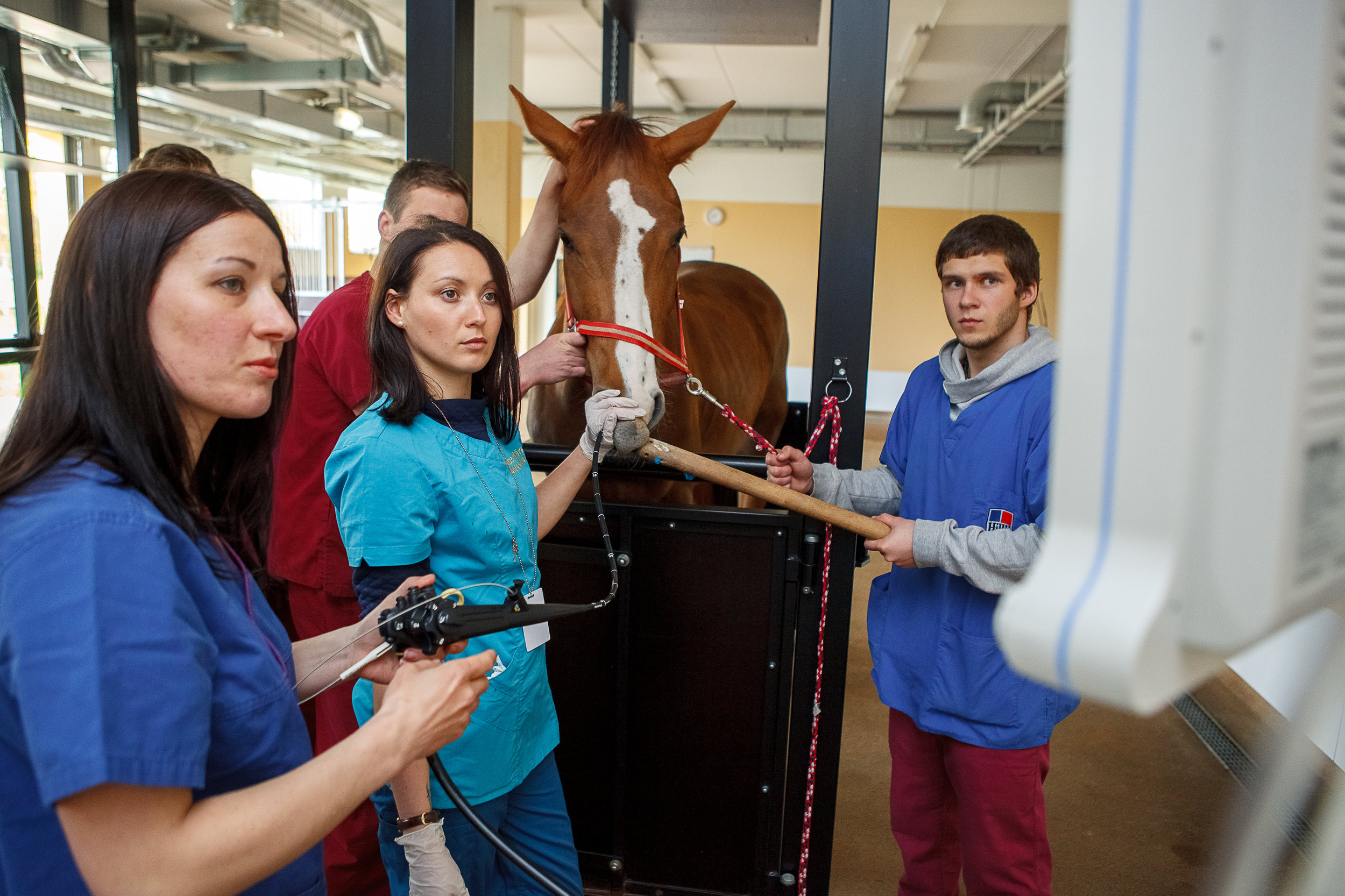 Veterinary — Study medicine in Europe