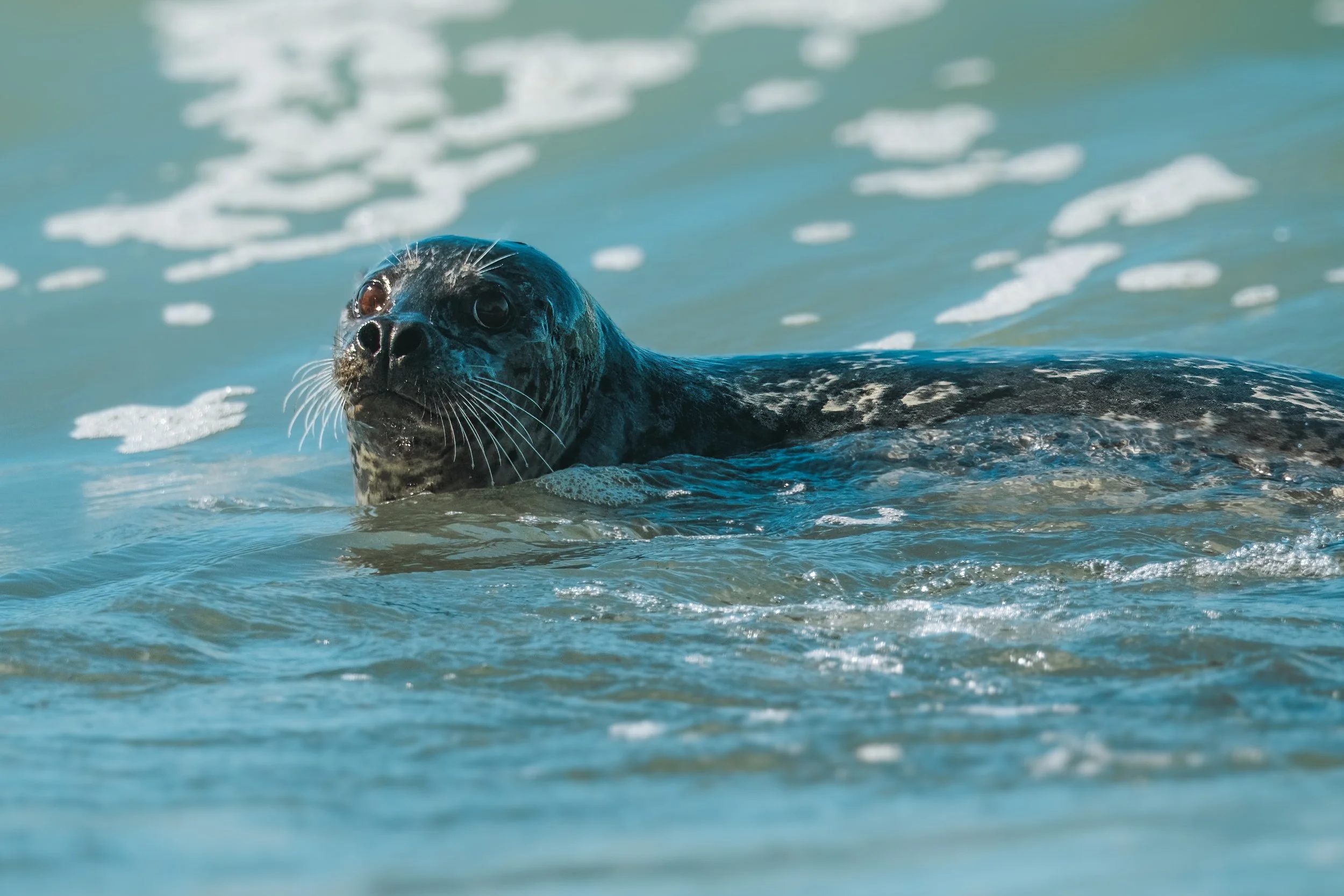 PacificHarborSeal-1.jpg