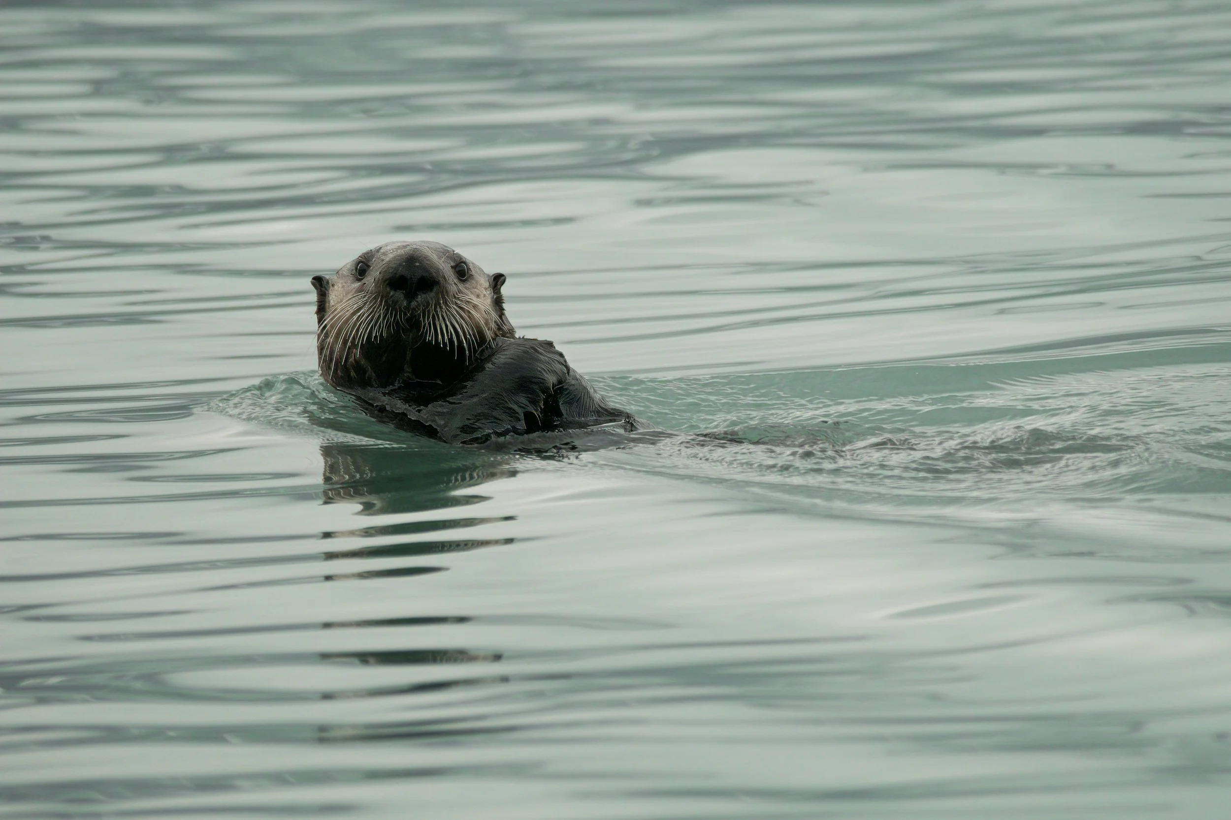 SeaOtter-1.jpg