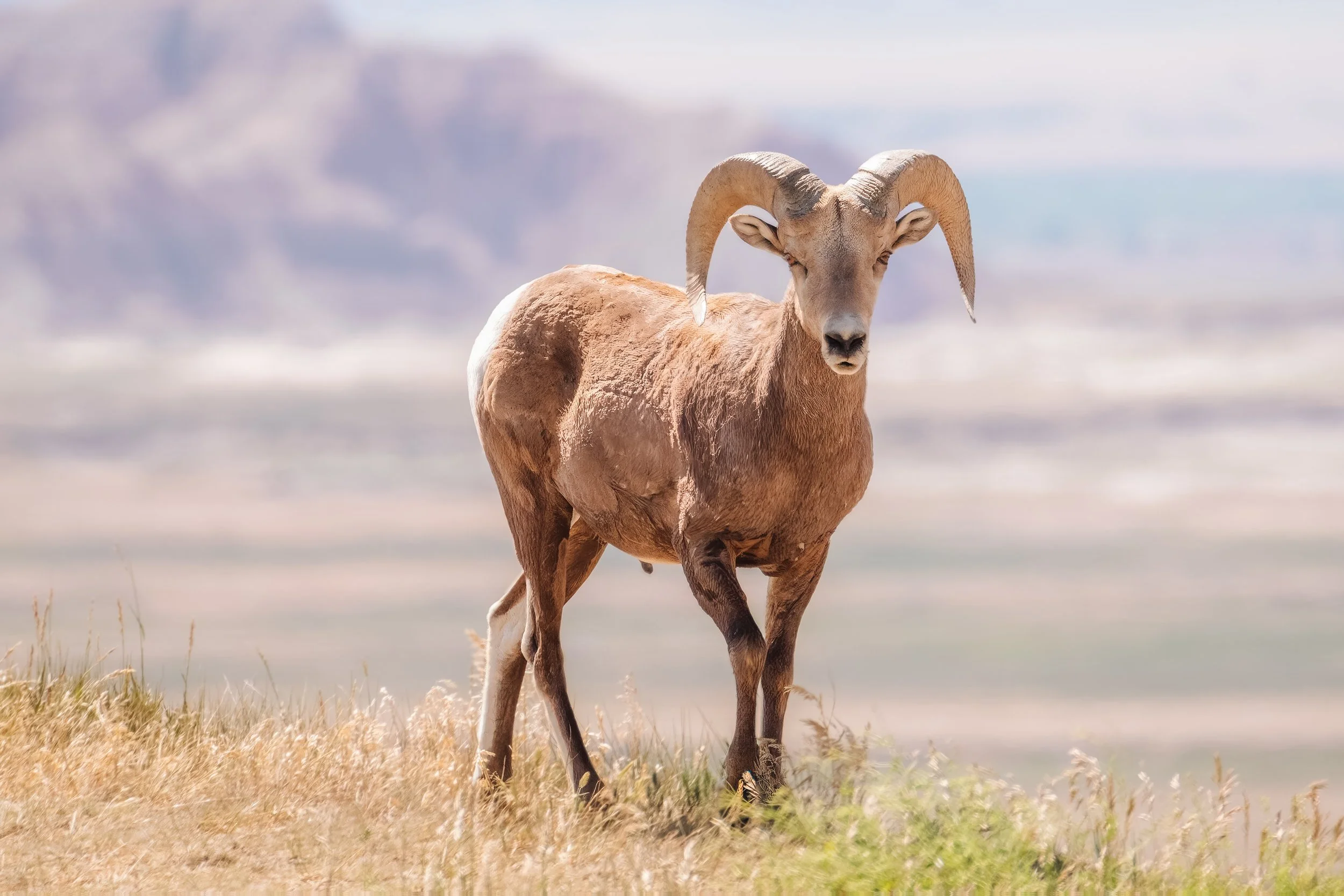 BighornSheep-1.jpg