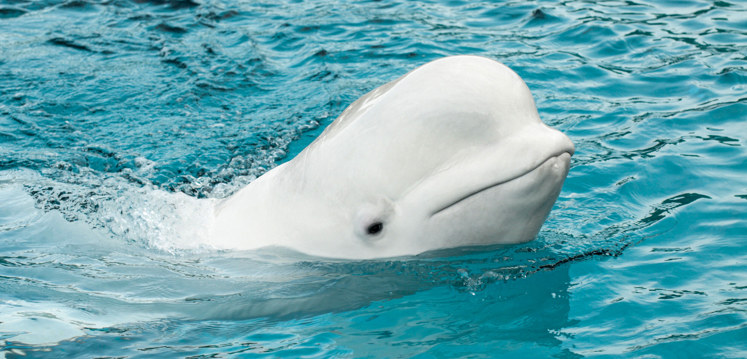 The Hard Sell of Whale Sanctuaries
