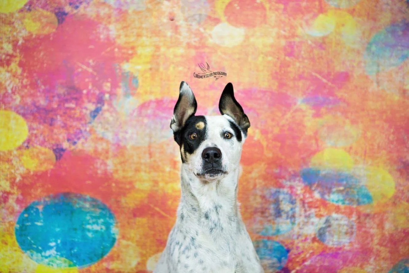 Best Friends Animal Rescue