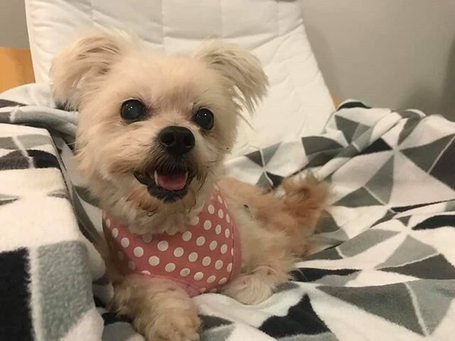 Welcome Cherry 🍒 ,this adorable sweet little girl is 14 years old and will be available for adoption in the Brisbane area very soon ❤❤
.
.
.
#dog #dogsofinstagram #dogsofqld #qld #adoptdontshop #rescuedismyfavoritebreed #rescuedog #rescuedogsrock #r