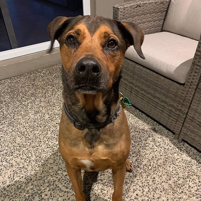 Best Friends Animal Rescue