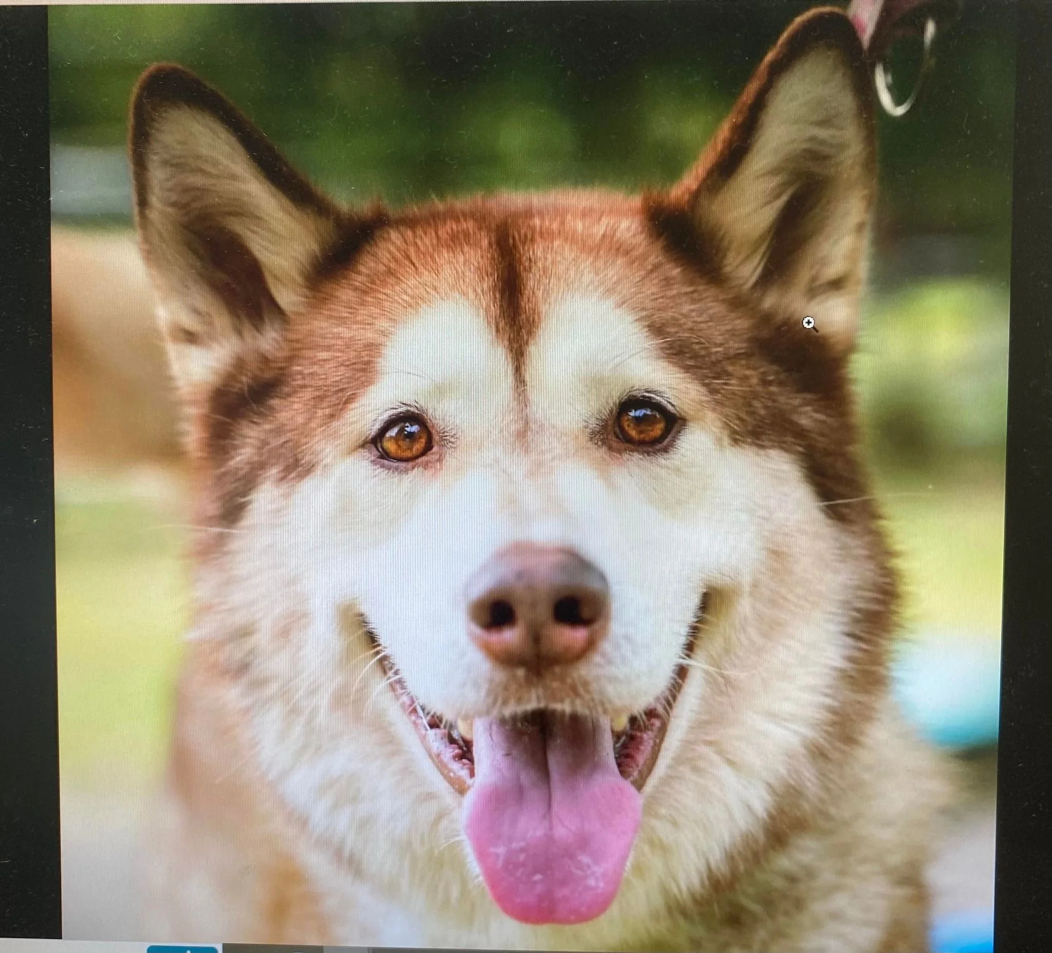 Rescue Your Next Best Friend Adopt here — Best Friends Animal Rescue