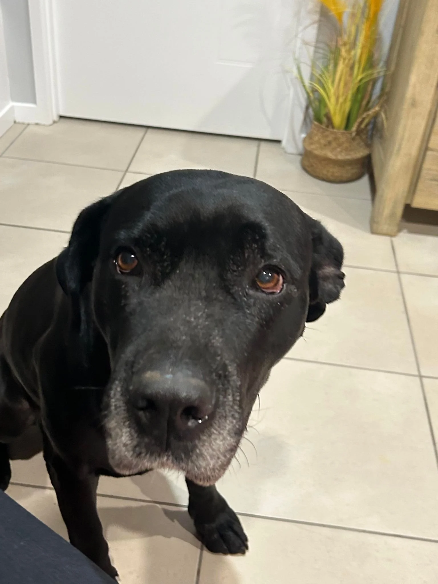Adopt Bronson — Best Friends Animal Rescue