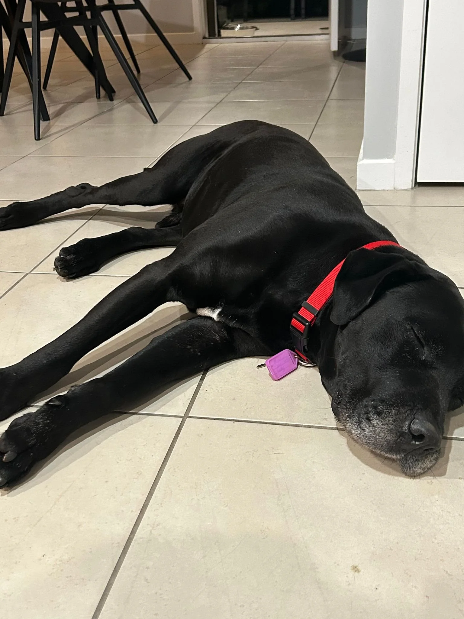 Adopt Bronson — Best Friends Animal Rescue
