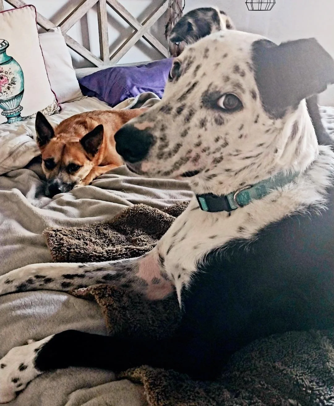 Adopt Louie — Best Friends Animal Rescue