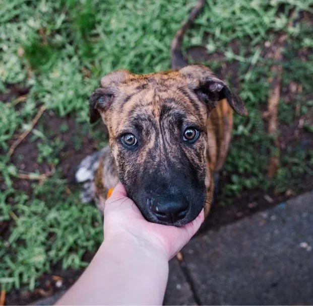 Rescue Your Next Best Friend Adopt here — Best Friends Animal Rescue