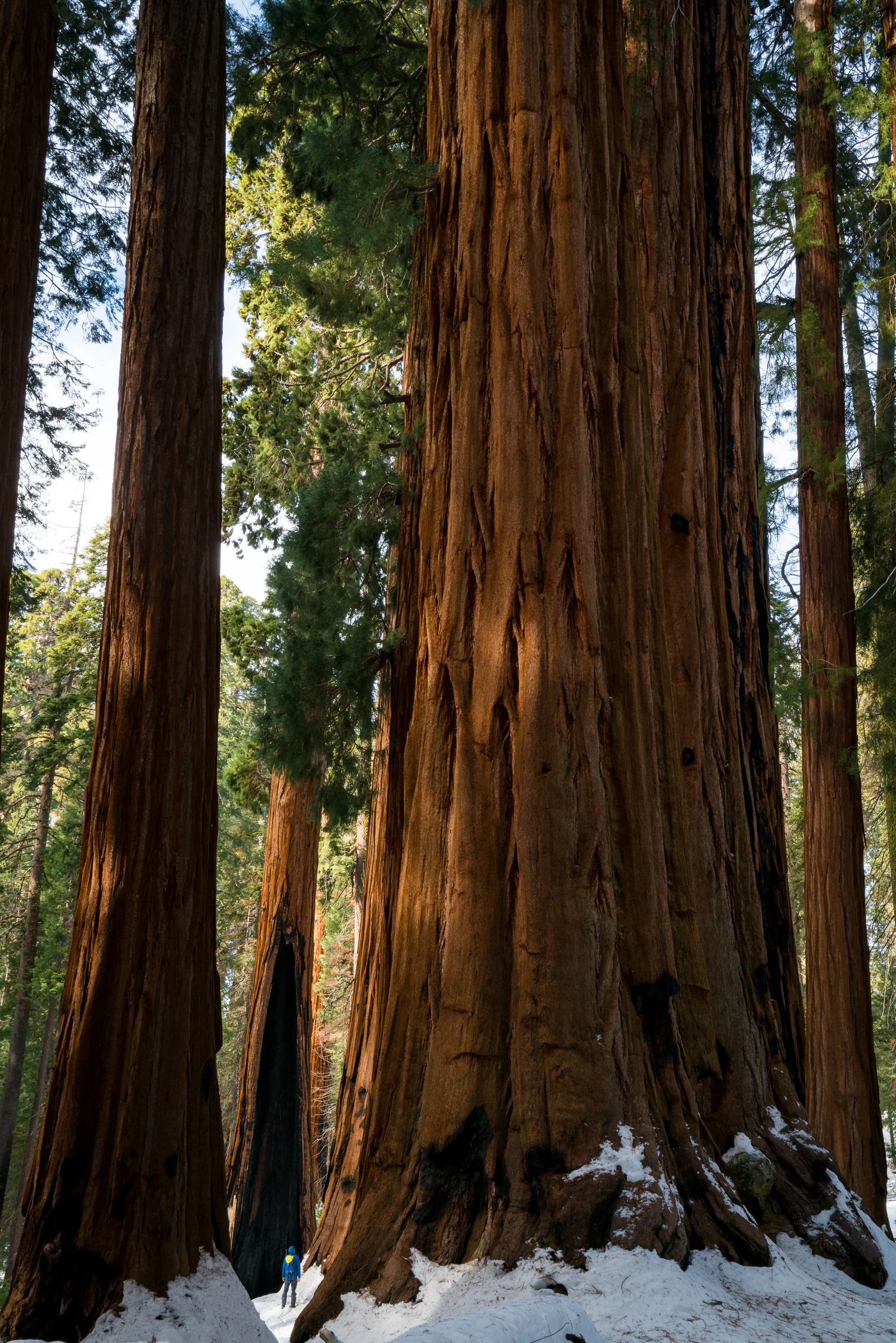 Sequoia National Park, California