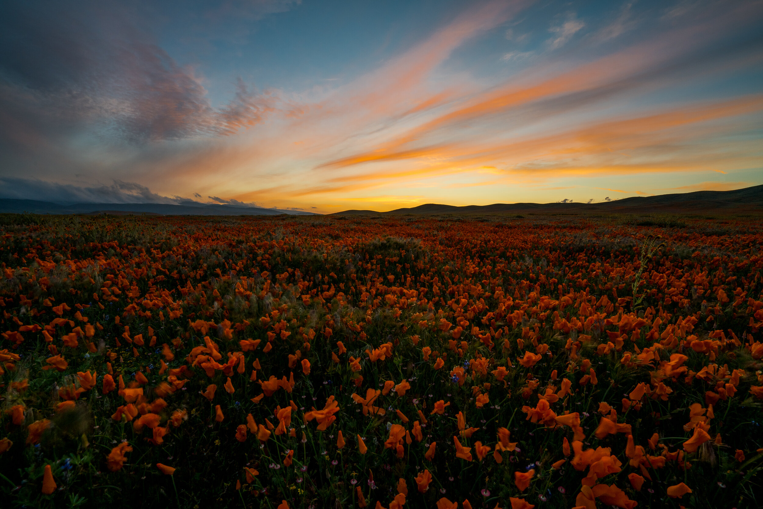 Antelope Valley Poppy Reserve, California