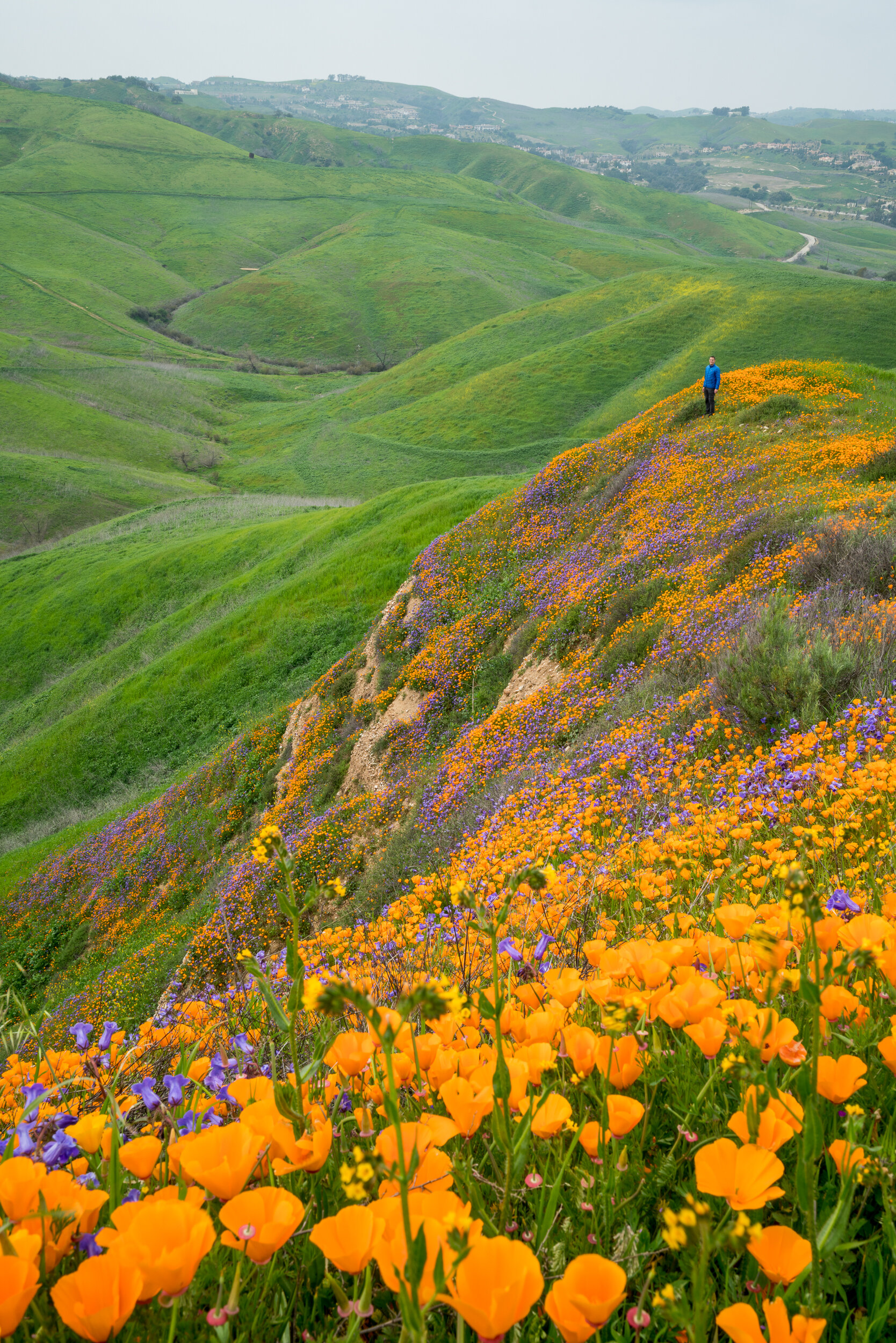 Chino Hills State Park, California