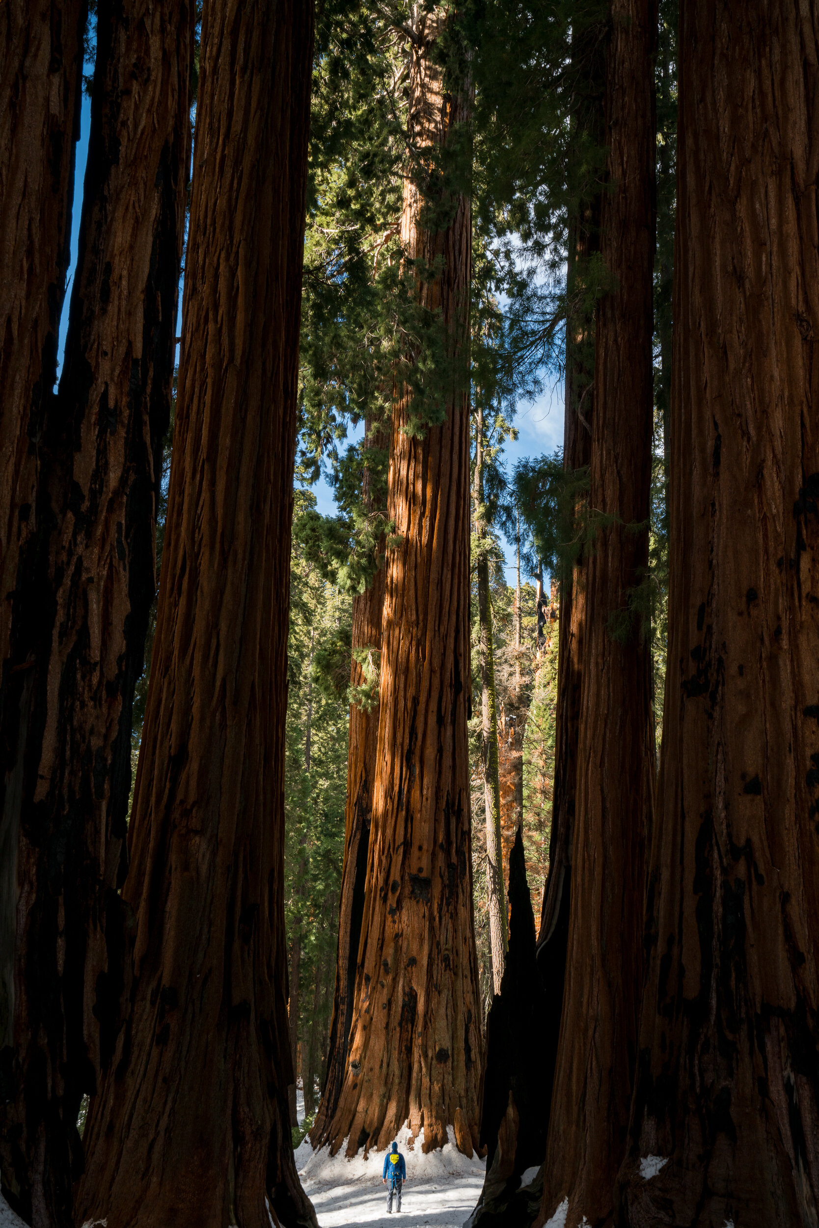 Sequoia National Park, California