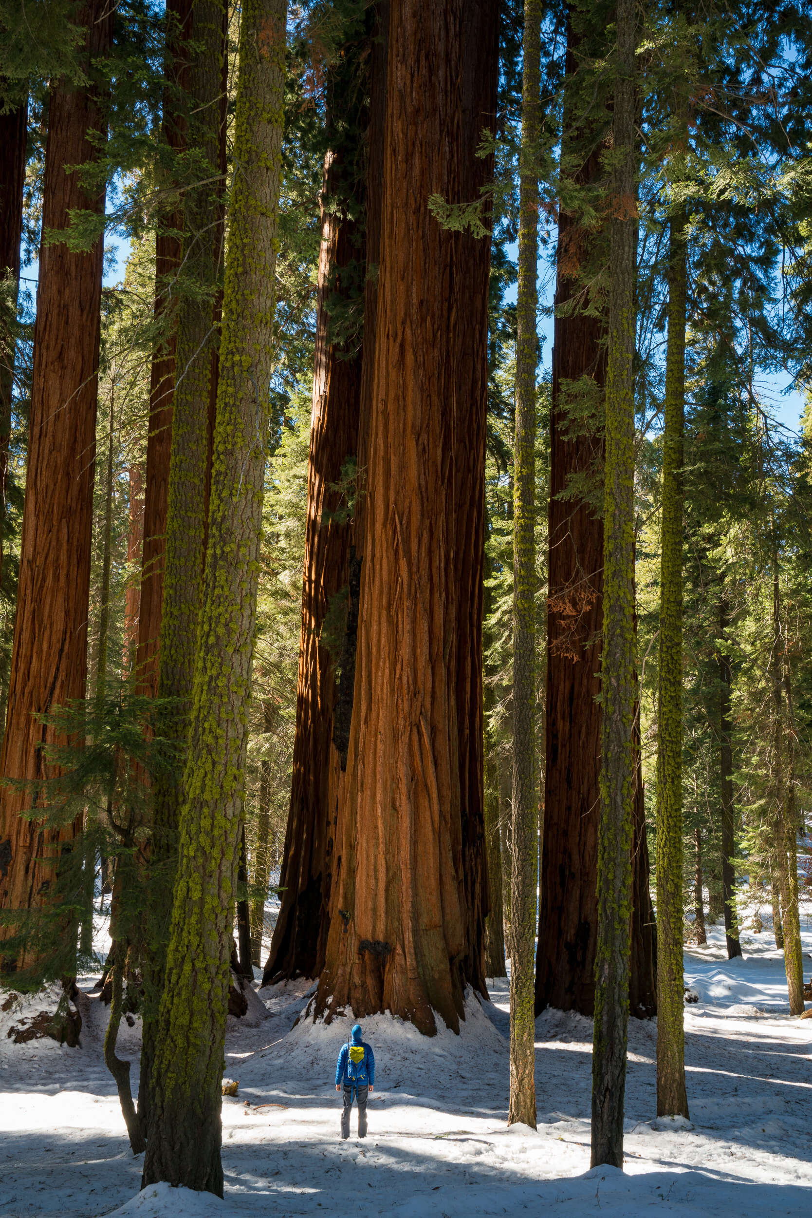 Sequoia National Park, California