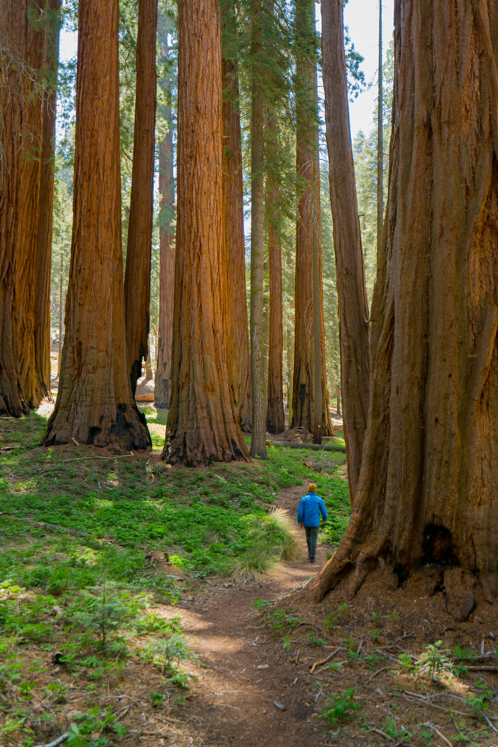 Sequoia National Park, California