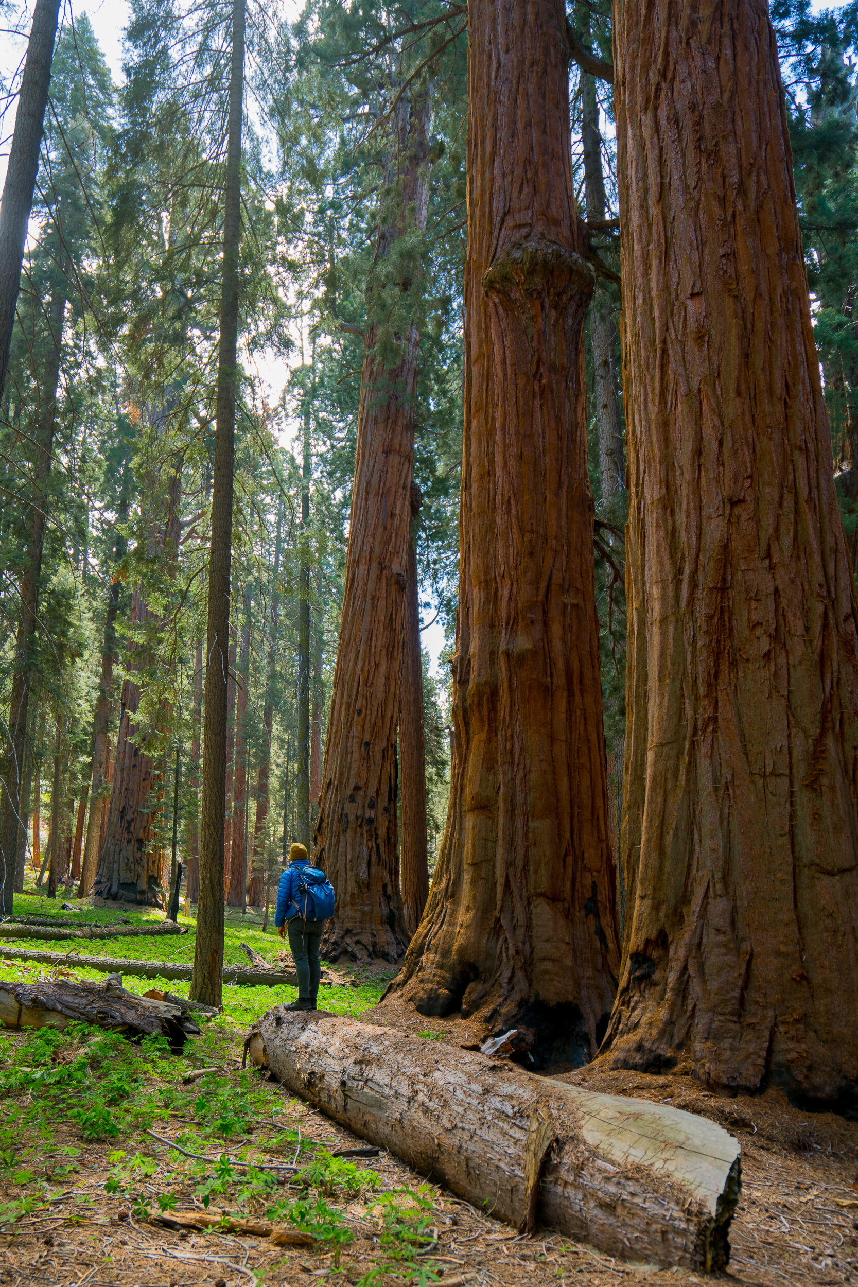 Sequoia National Park, California