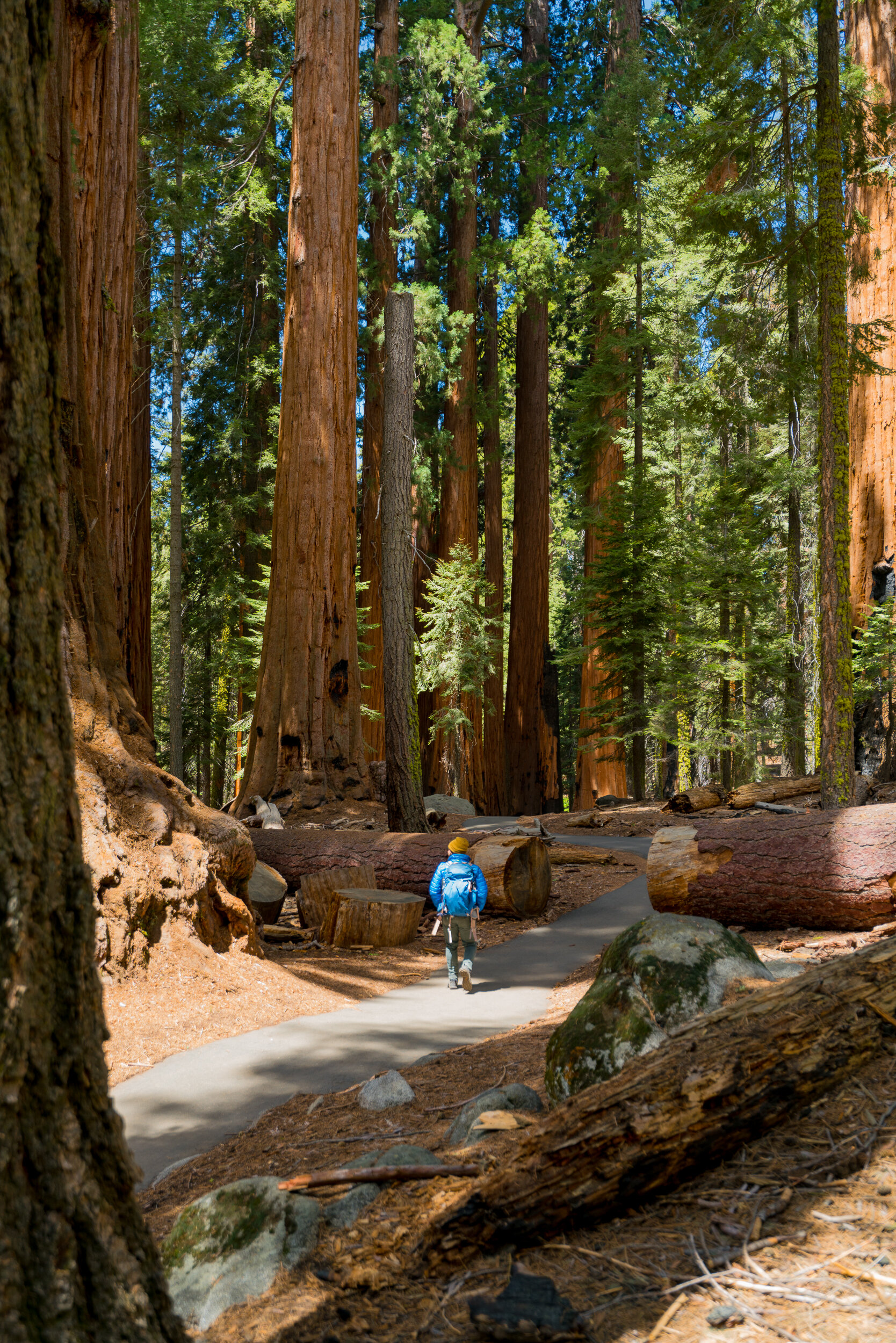 Sequoia National Park, California