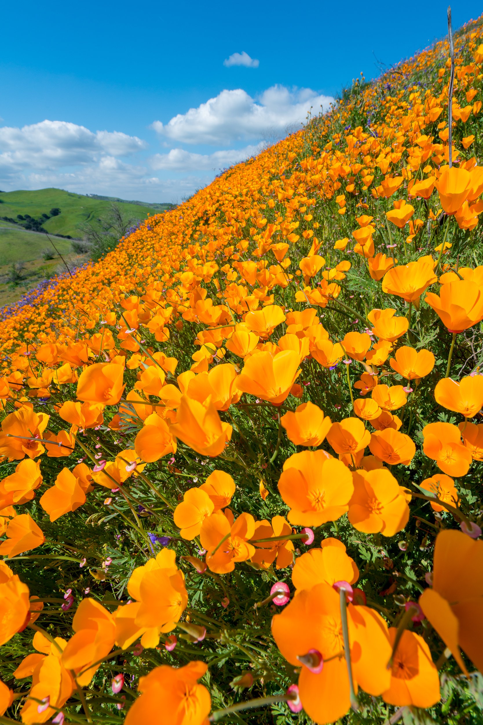 Chino Hills State Park, California