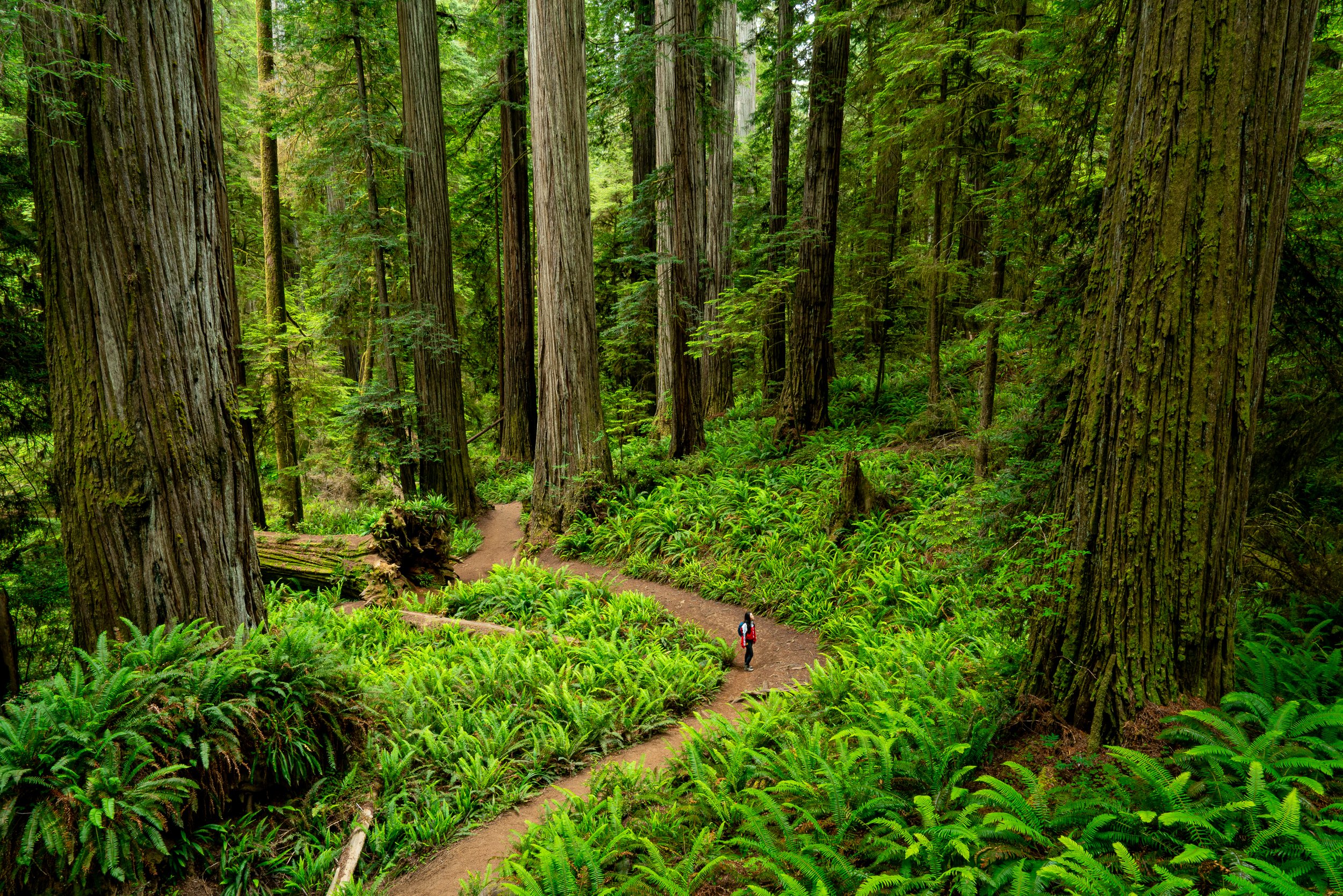 Boy Scout Tree Trail, California