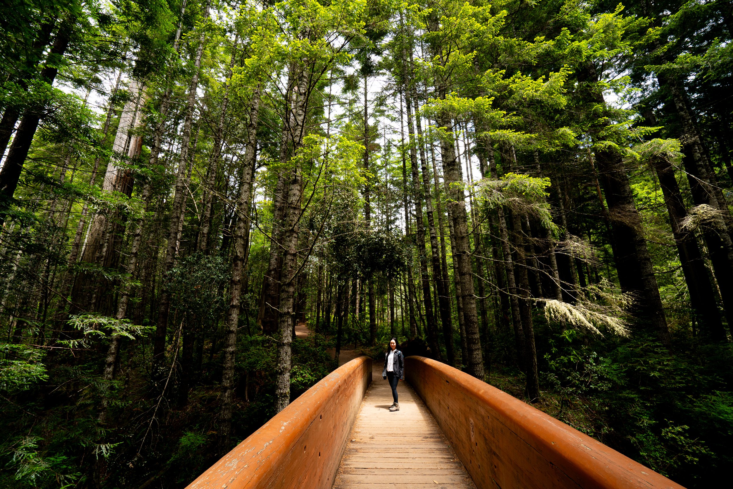 Lady Bird Grove Trail, California