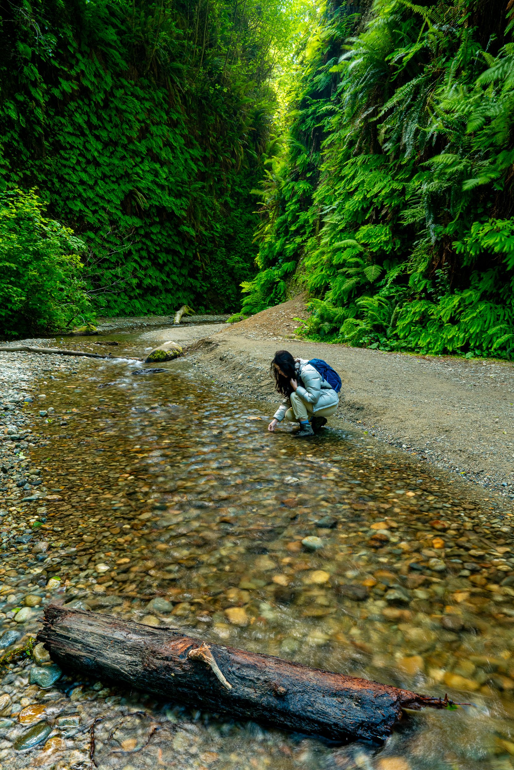 Fern Canyon Trail, California