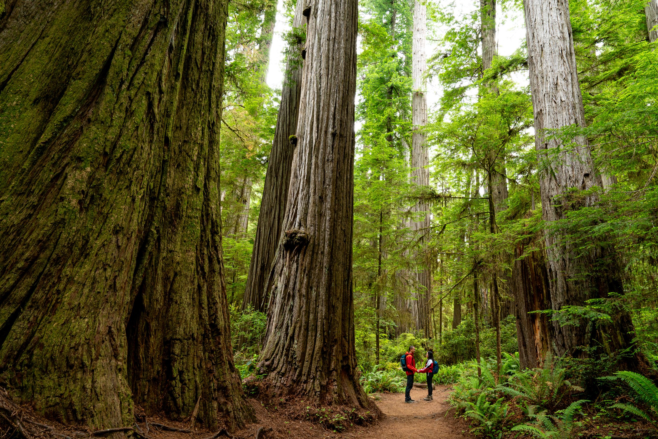 Boy Scout Tree Trail, California