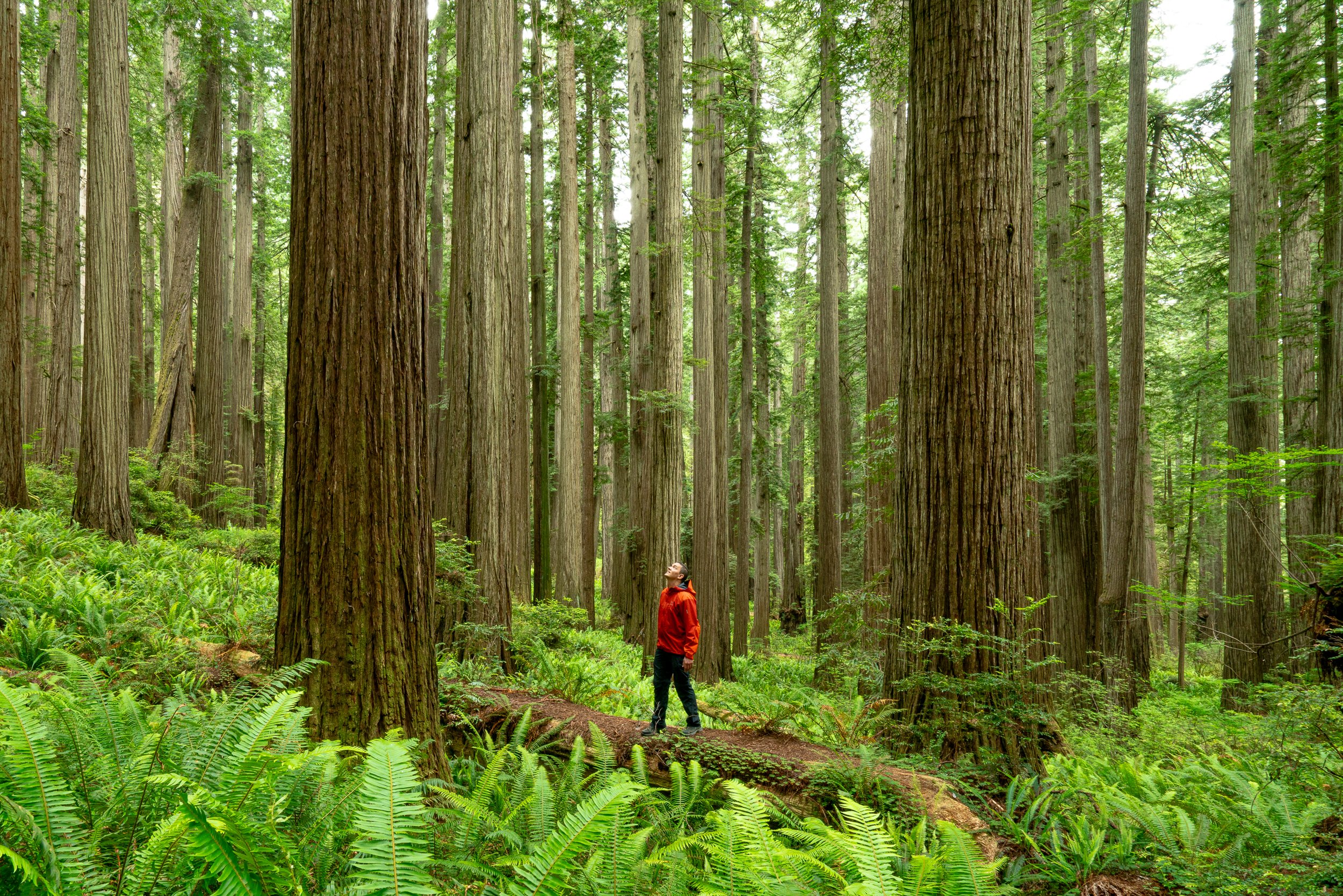 Boy Scout Tree Trail, California