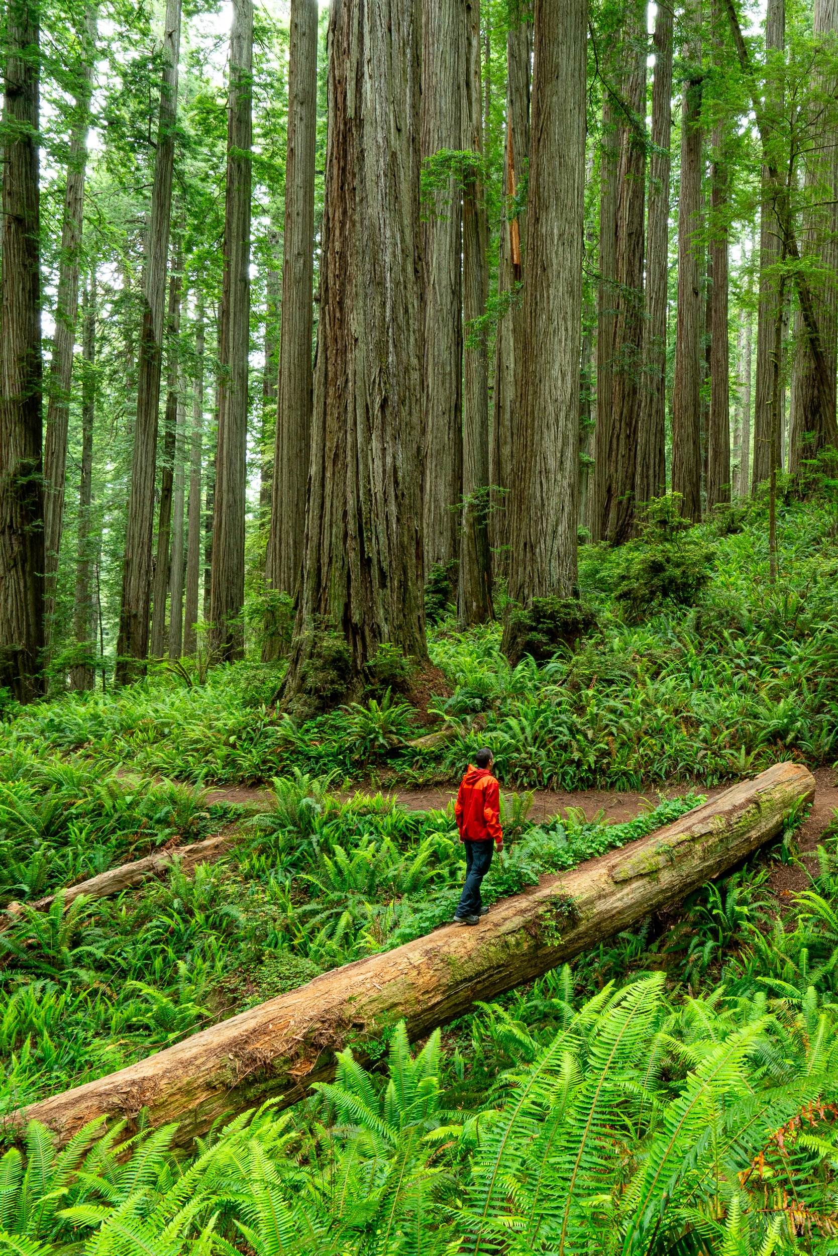 Boy Scout Tree Trail, California