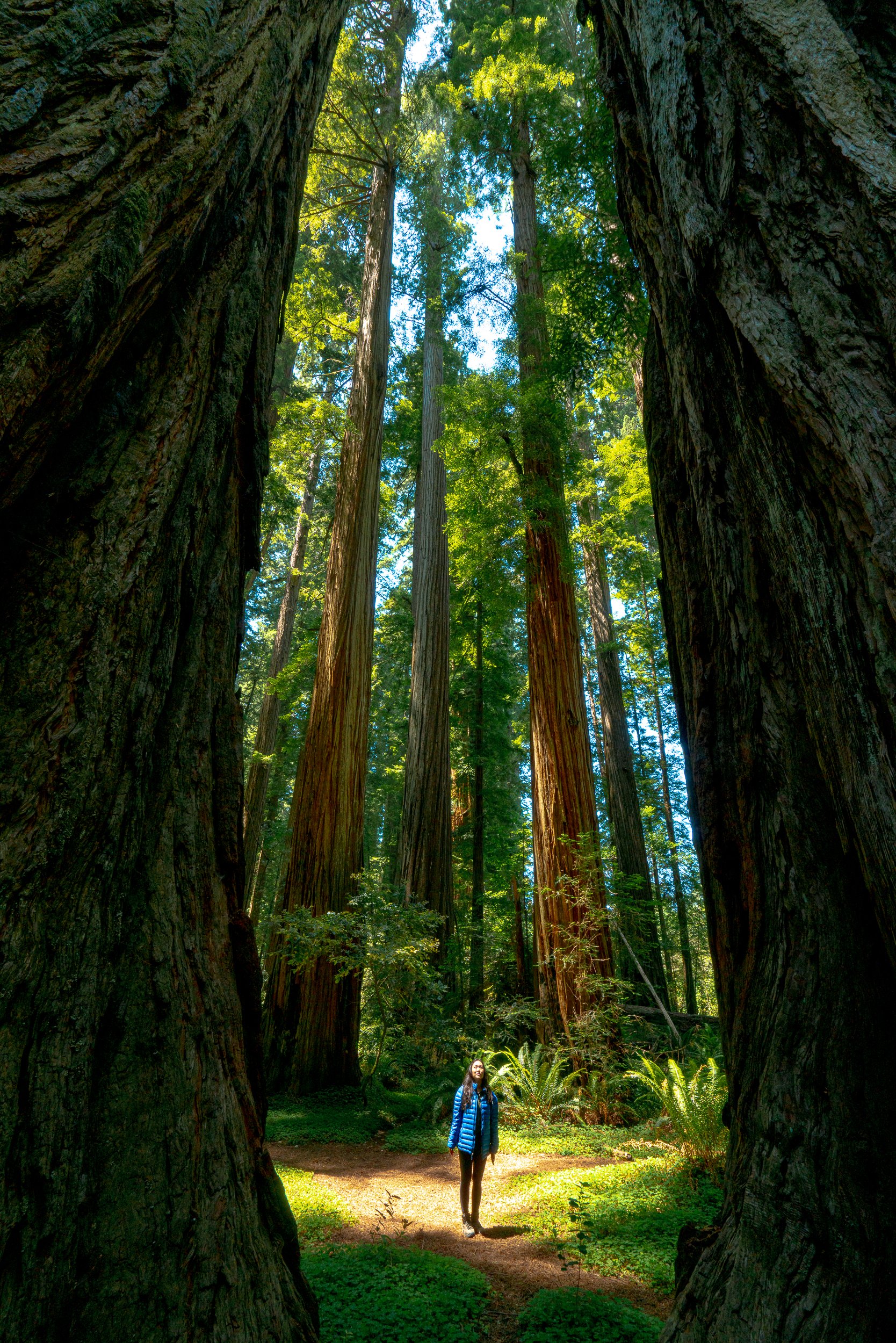 Stout Grove Trail, California