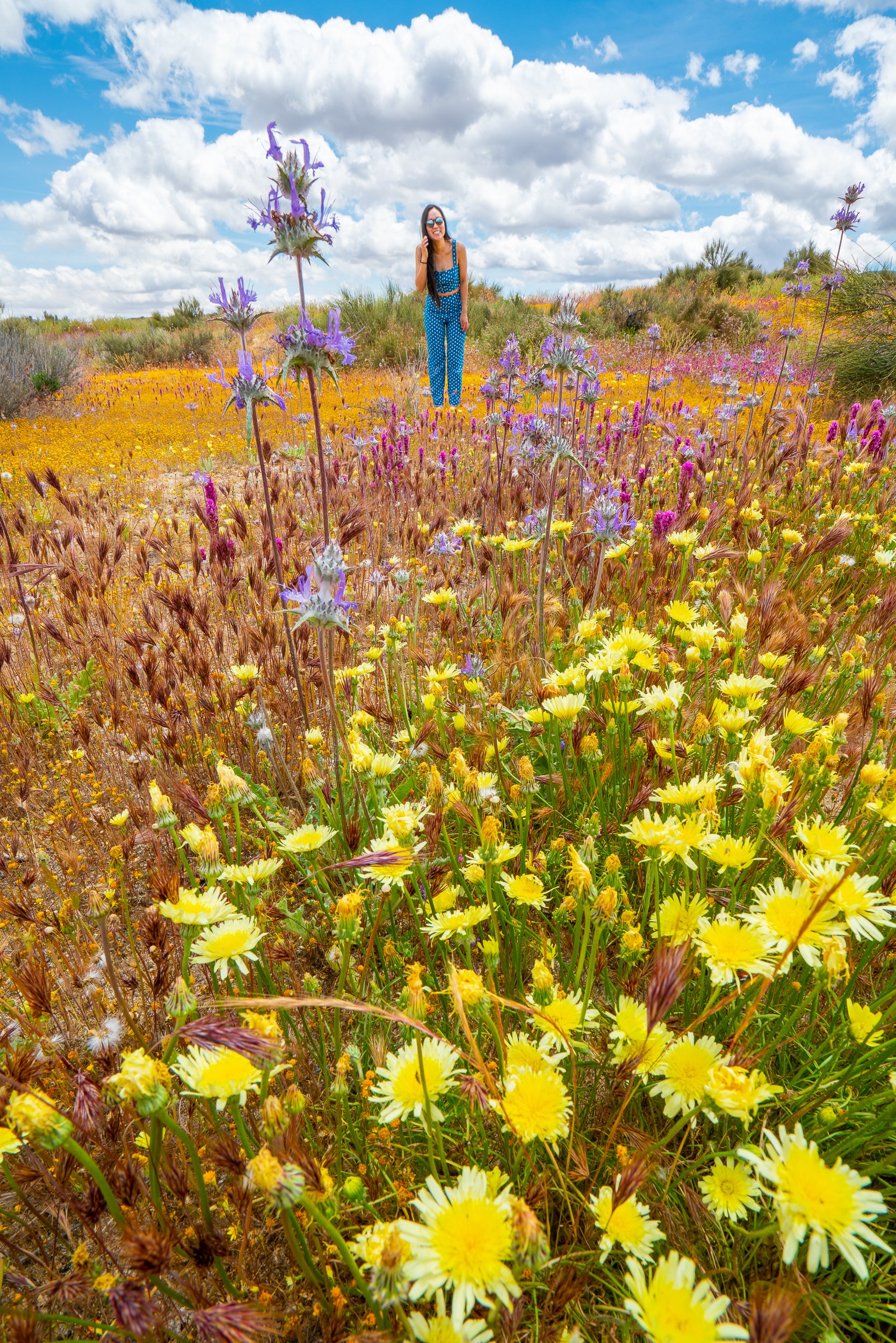 Best Locations & Current Conditions for Wildflowers in Southern California  — Explore More Nature