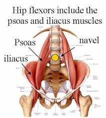 Diagram of hip flexors