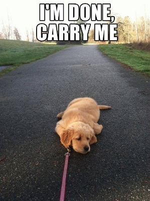 A little puppy who got too tired to tired to finish the walk