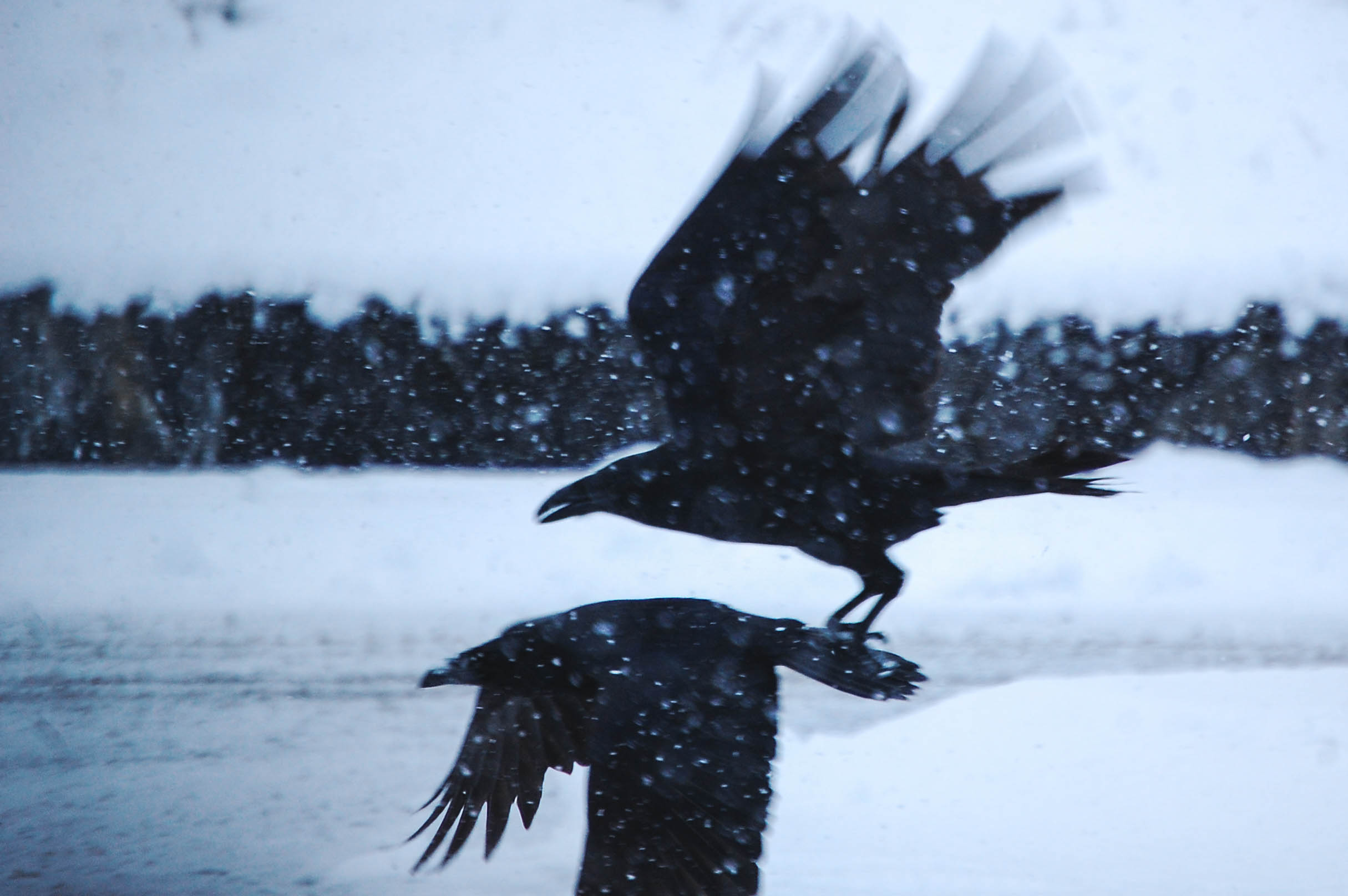  Ravens in a snowstorm, Sitka 2015 
