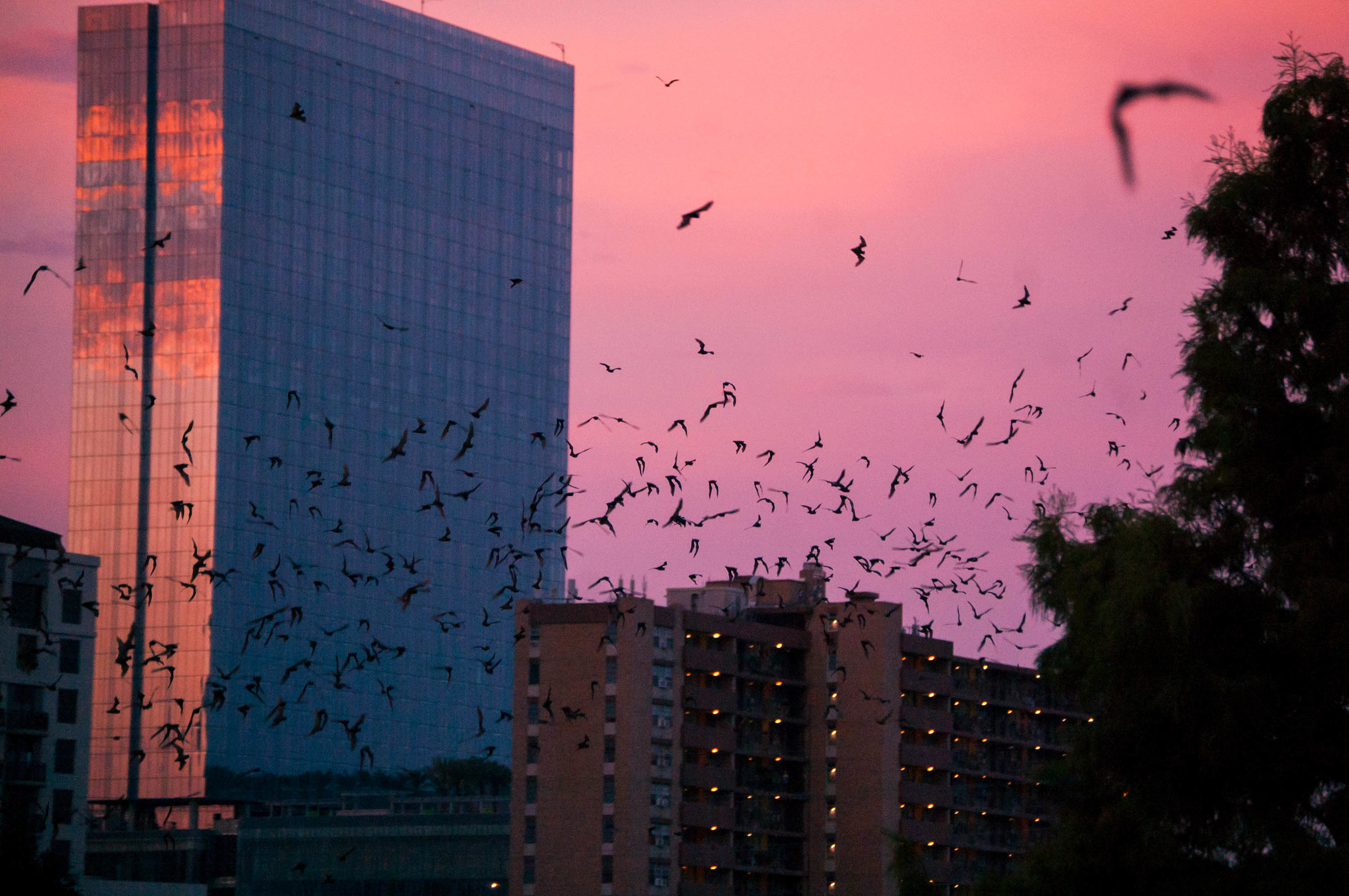  The largest urban bat colony in North America lives under the Ann Richards Congress Avenue Bridge in Austin, Texas.  Every night at sunset from March to November, 1.5 million Mexican free-tailed bats fly out for their nightly hunt.  The form clouds 