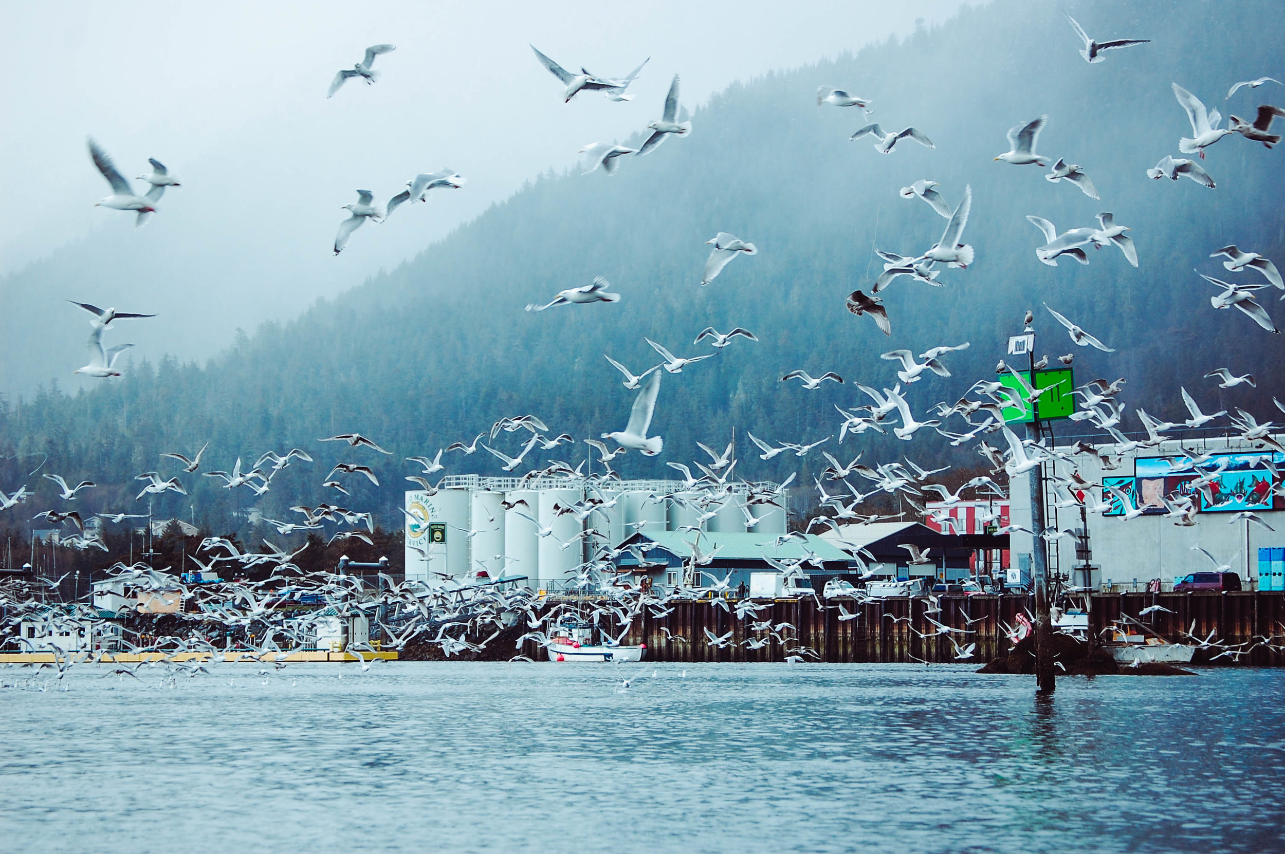  Seagulls gather in the harbor in herring season in Sitka, Alaska 