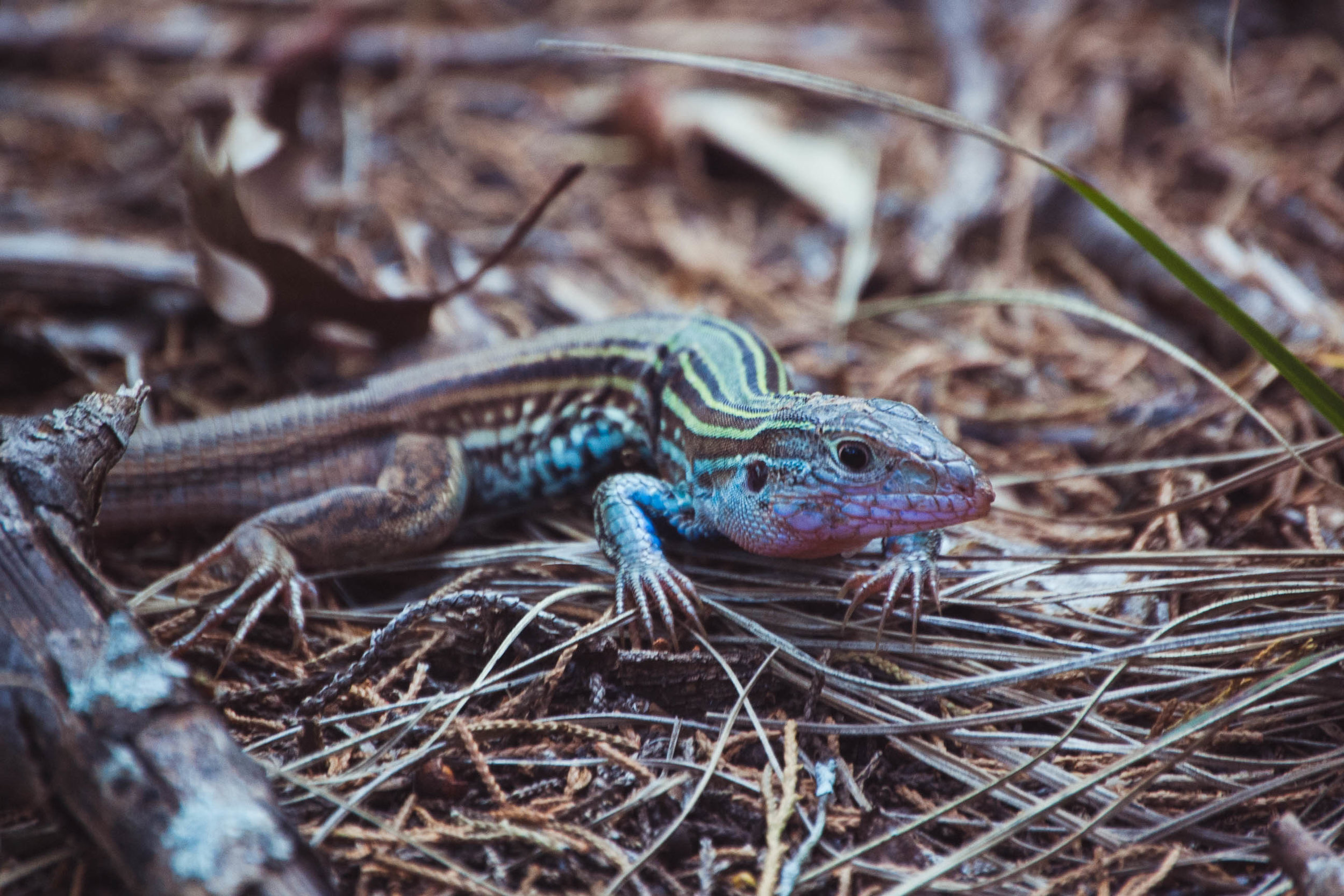  A Texas spotted whiptail pauses in the underbrush 