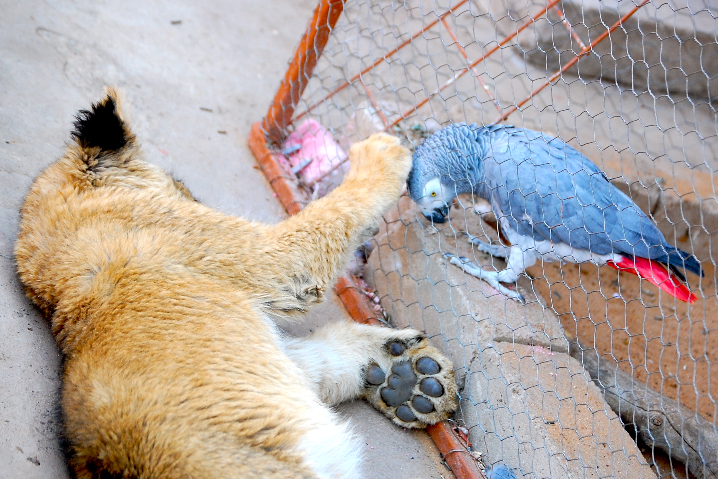  A young lion cub and an African grey parrot greet each other near Gobabis, Namibia 