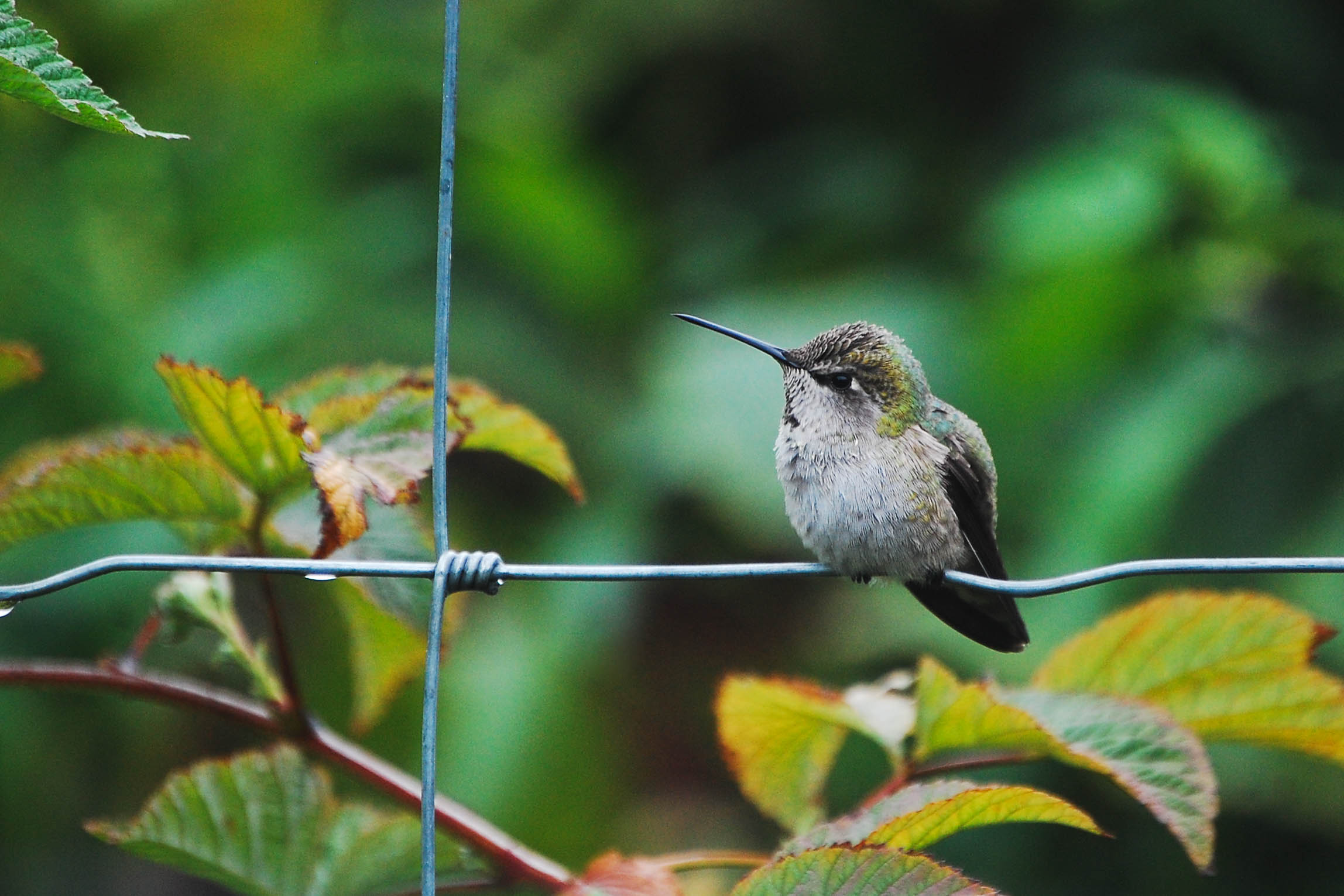  A hummingbird fluffs itself up in the chill following an October rainstorm in Oregon 