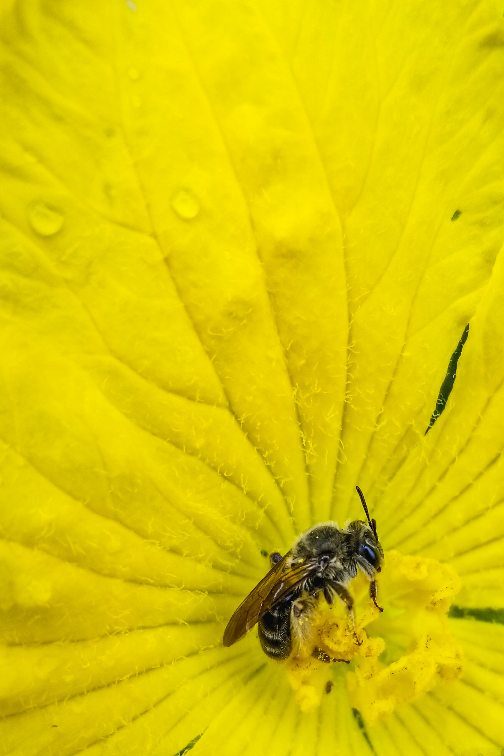  A bee enjoying a luffa blossom 
