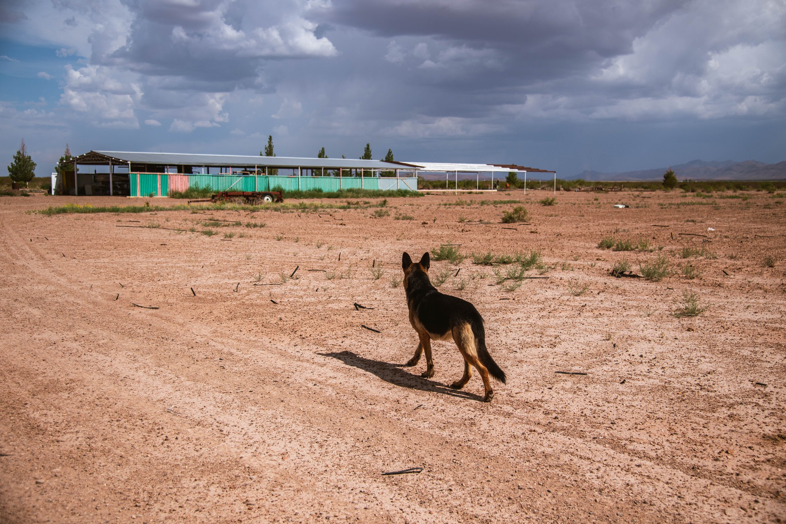  Researcher Dr. Alfredo Granados Olivas’ beloved dog Thor — named for the Norse god of agriculture and thunder — heads towards the vermicompost area of Rancho El Regalo. There, Granados’ California red worms create the compost he uses to augment the 
