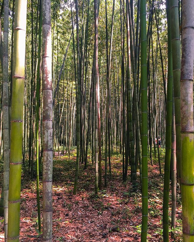 *Queues Naruto music, runs through forest Shinobi style*
#bamboo #kyoto #AdventureTimeChris
.
.
#japan #naruto #NarutoRun #adventure #travel #BambooForest #arashiyama #InstaTravel #TravelGram #holiday #vacation #asia #anime #nature #beauty