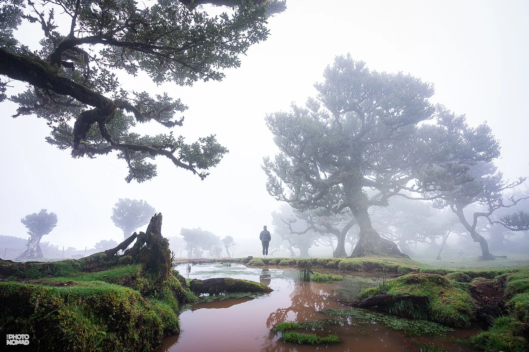 Fanal Mountain, Madeira, Portugal