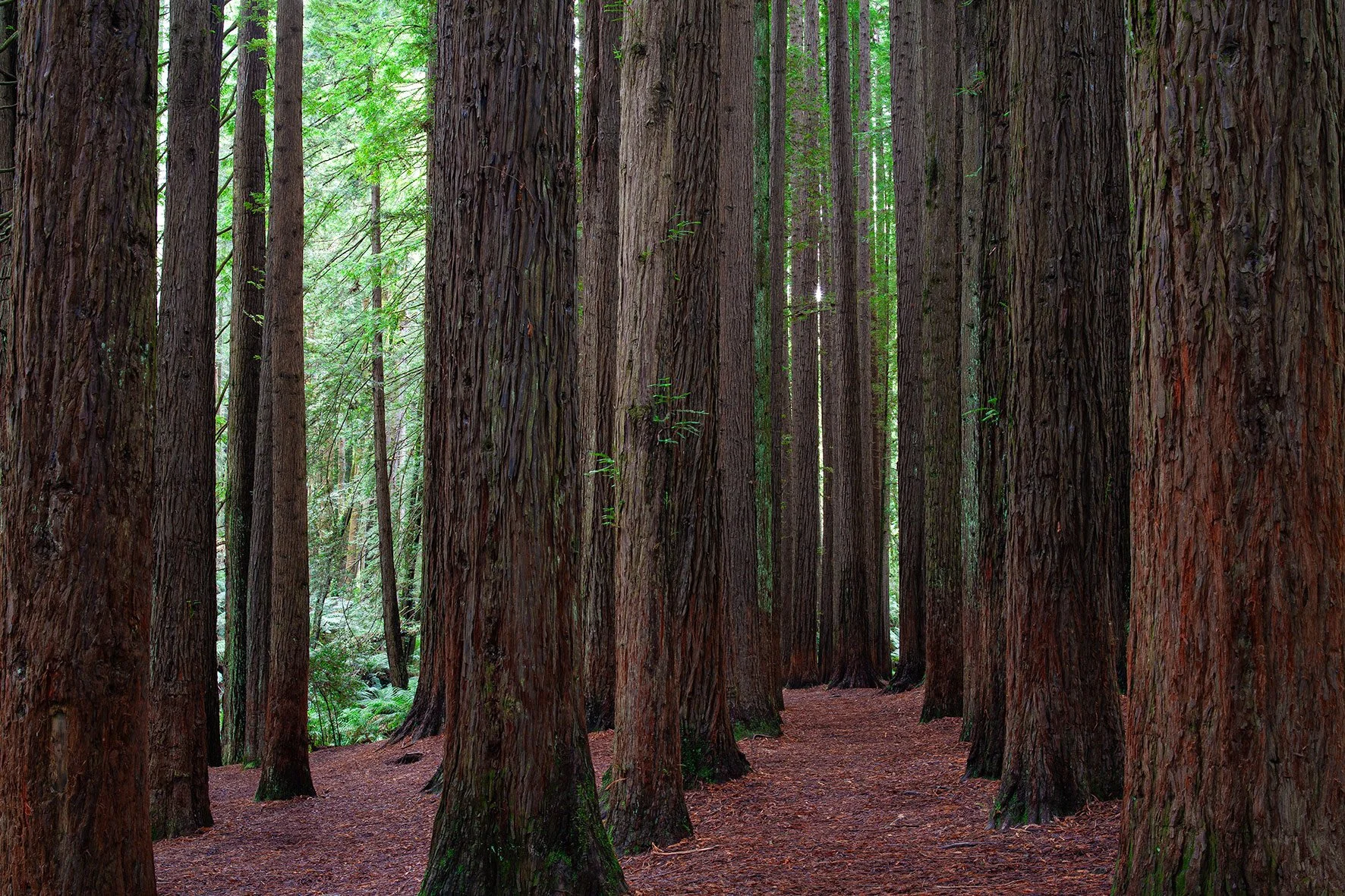 The Redwoods Otways, VIC