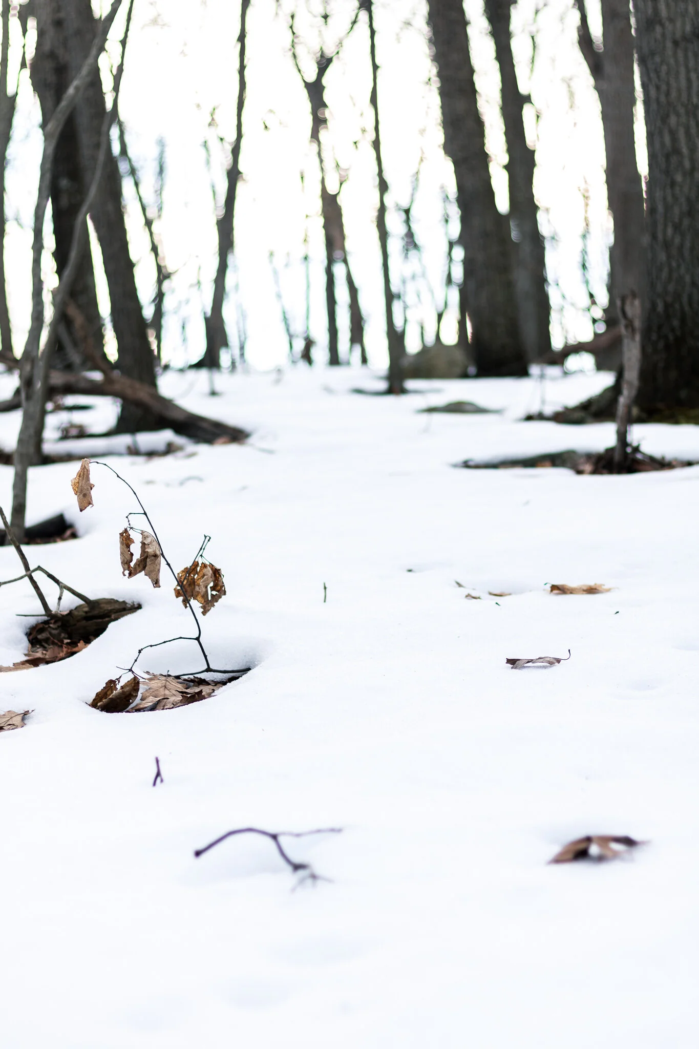 _MG_7459.jpg