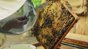 beekeeper.jpg