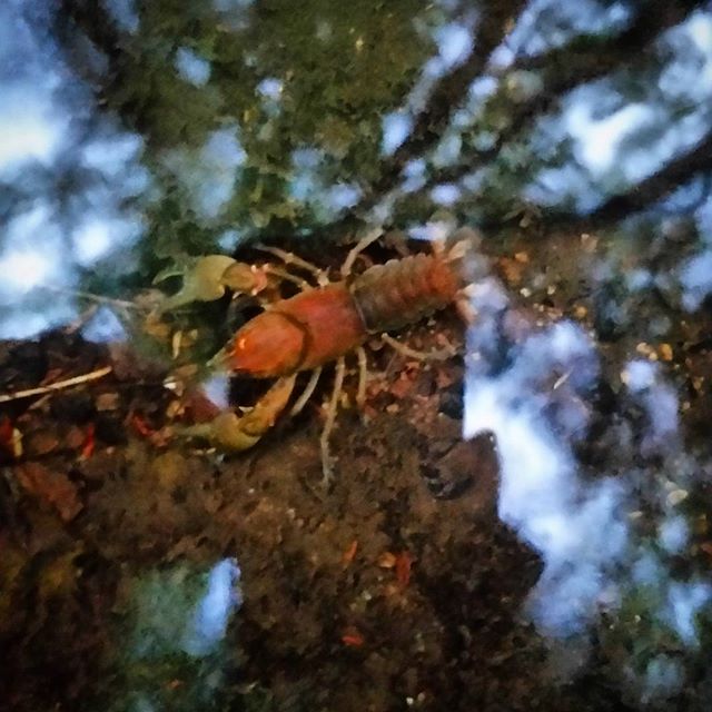 I met a new little friend today 😀 .
.
.

#whatacutie #crayfish #crawfish #freshwaterlobster #tillmanravine#stokesstateforest @northjerseyadventures