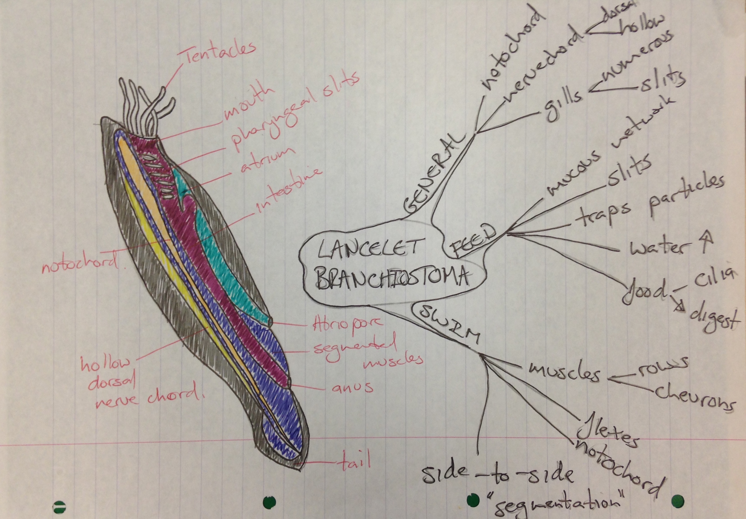 Lancelet Branchiostoma.jpg